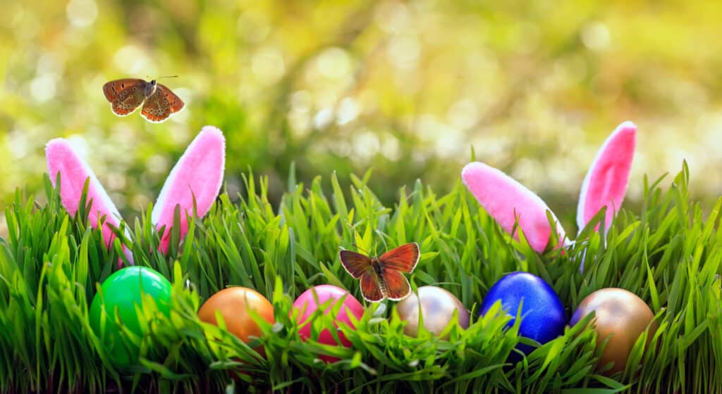 EASTER GREETING FROMIMMIGRATION STATUS